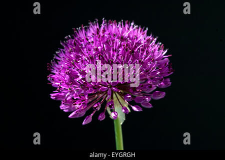 Riesenlauch; Globus Meister; Allium giganteum Stockfoto