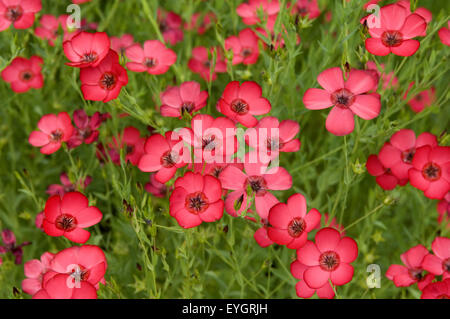 Roter Lein, Rubrum, Stockfoto