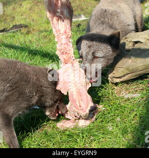 Polarfüchse oder Polar Füchse (Vulpes Lagopus) an einen Kadaver Fleisch voller abreissen Stockfoto