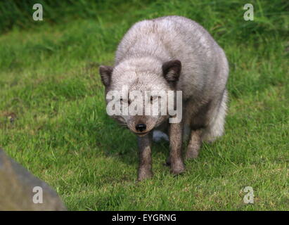 Arctic Fox or Polar Fox (Vulpes lagopus) Stockfoto