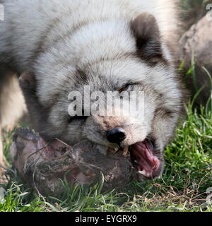 Nahaufnahme des Kopfes eines Polarfuchs oder Polarfuchs (Vulpes Lagopus) ernähren sich von einer Karkasse Stockfoto