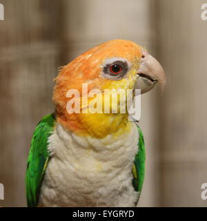 South American Green thighed Papagei (Pionites Leucogaster) aka White Caique Papagei aufgebläht Stockfoto