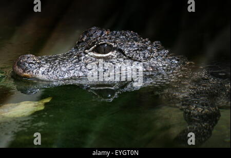 China-Alligator (Alligator Sinensis), Nahaufnahme des Kopfes, im Profil beim Schwimmen gesehen Stockfoto