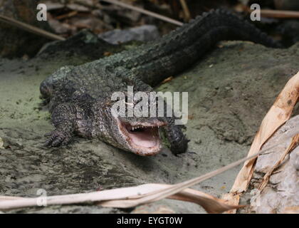 China-Alligator (Alligator Sinensis), Nahaufnahme des Kopfes, der weiße Hai weit offen Stockfoto