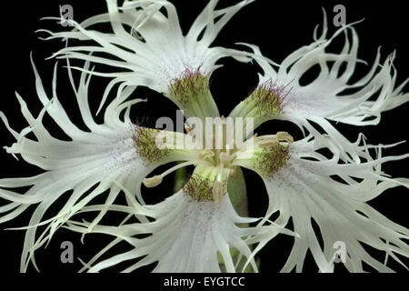 Sandnelke; Dianthus arenarius Stockfoto