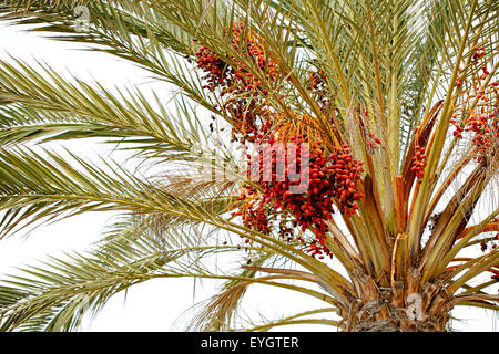 Termine hängen von einer Palme Stockfoto