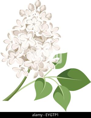 Zweig der weißen lila Blüten. Vektor-Illustration. Stock Vektor