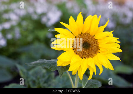 Helianthus Annuus "Solita". Sonnenblumen im Garten. Stockfoto