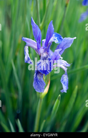 Iris Ruthenica, Siebenbuerger, Gras-Schwertlilie Stockfoto