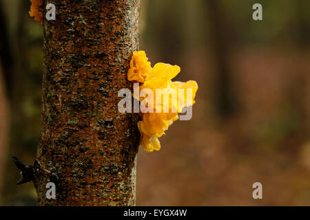 Gelbe Gehirn Pilze wachsen auf einem Baum im Wald. Auch bekannt als butter, Pilz, Hexen Butter oder goldene Gelee-Pilz lateinischen Namen Tremelia mesenterica Stockfoto