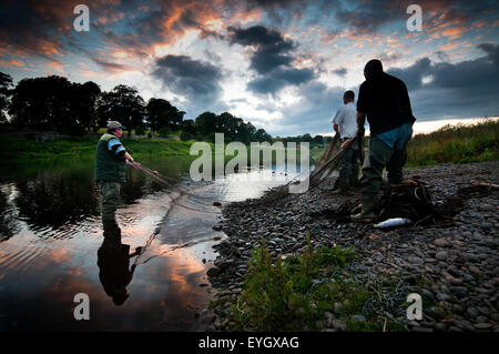 Lachs-Netting bei Canny Fischerei auf dem Fluss Tweed Stockfoto