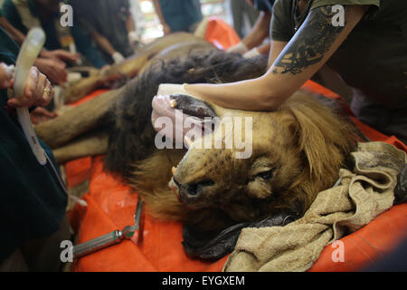 Jerusalem, Israel. 29. Juli 2015. Samoanisch, eine 8 Jahre alte männliche African Lion, liegt auf einem Operationstisch während einer zweistündigen Operation und Biopsie, einen Magen-Tumor, bei Wildlife Hospital von Ramat Gan Zoo Safari in der Nähe von Tel Aviv, Israel, am 29. Juli 2015 zu entfernen. © JINI/Daniel Bar-auf/Xinhua/Alamy Live-Nachrichten Stockfoto