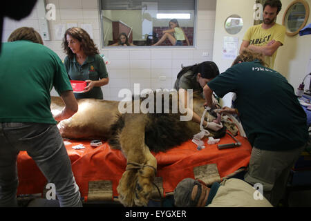 Jerusalem, Israel. 29. Juli 2015. Samoanisch, eine 8 Jahre alte männliche African Lion, liegt auf einem Operationstisch während einer zweistündigen Operation und Biopsie, einen Magen-Tumor, bei Wildlife Hospital von Ramat Gan Zoo Safari in der Nähe von Tel Aviv, Israel, am 29. Juli 2015 zu entfernen. © JINI/Daniel Bar-auf/Xinhua/Alamy Live-Nachrichten Stockfoto