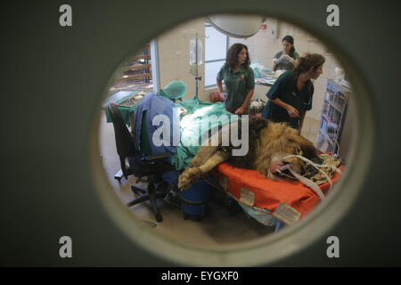 Jerusalem, Israel. 29. Juli 2015. Samoanisch, eine 8 Jahre alte männliche African Lion, liegt auf einem Operationstisch während einer zweistündigen Operation und Biopsie, einen Magen-Tumor, bei Wildlife Hospital von Ramat Gan Zoo Safari in der Nähe von Tel Aviv, Israel, am 29. Juli 2015 zu entfernen. © JINI/Daniel Bar-auf/Xinhua/Alamy Live-Nachrichten Stockfoto