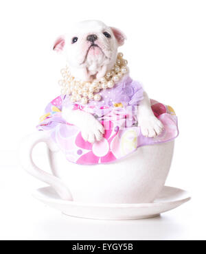 weibliche Welpen - Bulldog sitzen in eine Teetasse auf weißem Hintergrund - 7 Wochen alt Stockfoto