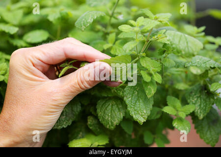 Eine Frau Reiben der Blätter der Zitronenmelisse grasartige Pflanze zwischen zwei Fingern der Duft der zerdrückten Pflanzen Blätter zu lösen Stockfoto