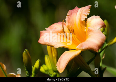 Pfirsich blühenden Taglilien, Hemerocallis "Kinderfest", aufgenommen in einem privaten Garten in Plymouth, England. Stockfoto