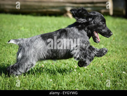 Welpen laufen - blue roan Englisch Cocker Welpen - 12 Wochen alt Stockfoto