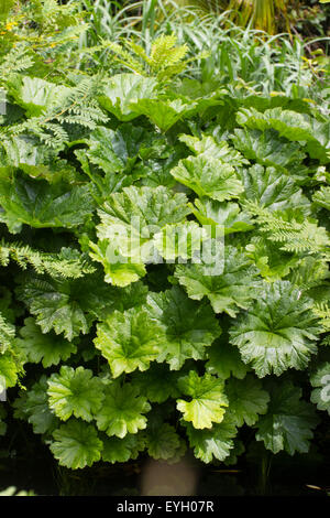 Dramatische große Laub der Staude am Wasser, Darmera peltata Stockfoto