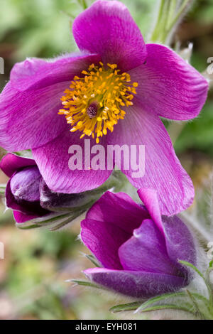 Lila Blumen des Samens erhöht Kuhschelle Pulsatilla Vulgaris "Heiler Hybriden" Stockfoto