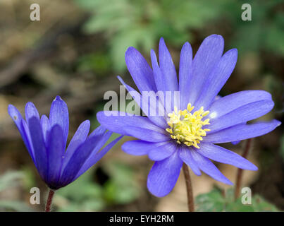 Strahlenanemone, Anemone Blanda Stockfoto