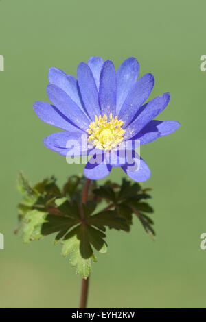 Strahlenanemone; Anemone; Blanda; Stockfoto