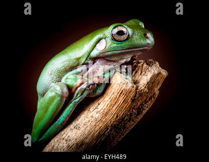 Whites Laubfrosch, Litoria caerulea Stockfoto