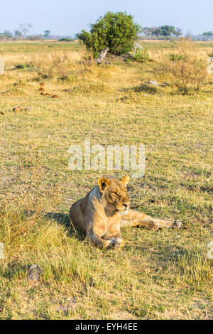 Löwin (Panthera leo) in Ruhe liegend auf Savannah Grünland Landschaft, Zarafa Camp. Selinda Zugeständnis, Kalahari, Botswana, Südafrika Stockfoto