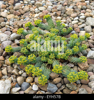 Walzen Wolfsmilch, Euphorbia myrsinites Stockfoto