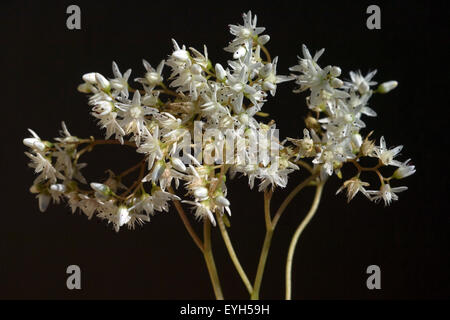 Weisser Mauerpfeffer, Stockfoto