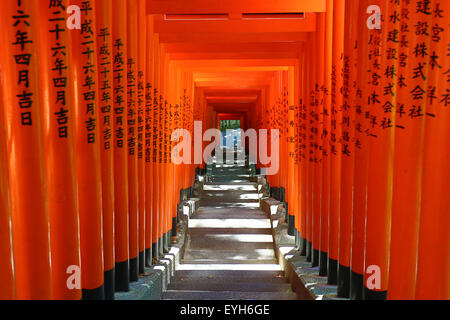 Roten Torii Tor Tunnel am Hie-Jinja Shinto Schrein, Tokyo, Japan Stockfoto