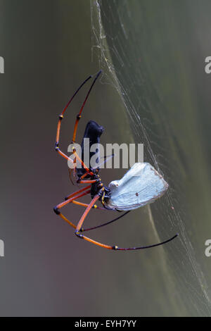 Eine weibliche schwarze Holz Spinne ernährt, während ein Mann versucht, mit ihr zu Paaren Stockfoto