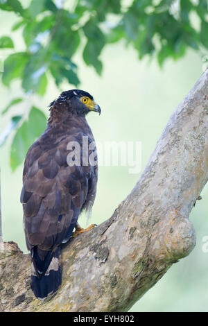 Ein Crested Schlange-Adler Stockfoto