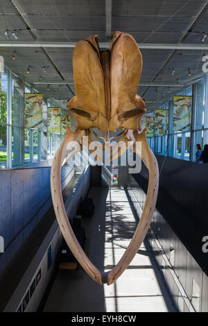 Skelett eines Blauwals am beaty Biodiversität Museum an der Ubc in Vancouver, Kanada Stockfoto