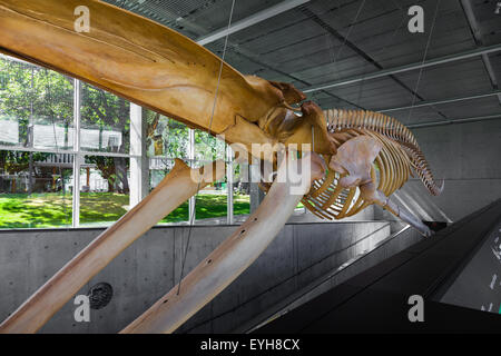 Skelett eines Blauwals am beaty Biodiversität Museum an der Ubc in Vancouver, Kanada Stockfoto