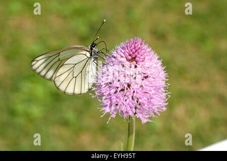 Baumweissling, Baum-Weissling, Aporia Crataegi, Stockfoto