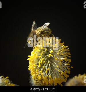 Weidenkaetzchen; Biene; Pollenhoeschen; APIs; Stockfoto