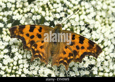 Edelschmetterling, C-Falter, Polygonia c-Album, Stockfoto