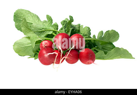 die rote Radieschen isoliert auf weißem Hintergrund Stockfoto