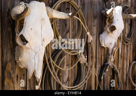 Zwei verwitterte Kuh Schädel hängen mit Lariats Holz Zaun oder eine Mauer Stockfoto