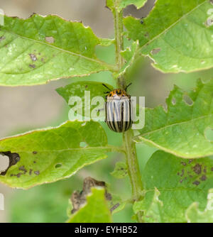 Kartoffelkaefer; Leptinotarsa; Decemlineata; Stockfoto