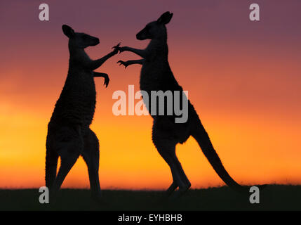 Australien, New South Wales, Murramarang National Park, Kieselstrand, zwei östlichen grau Kangaroos Männer kämpfen bei Sonnenaufgang Stockfoto