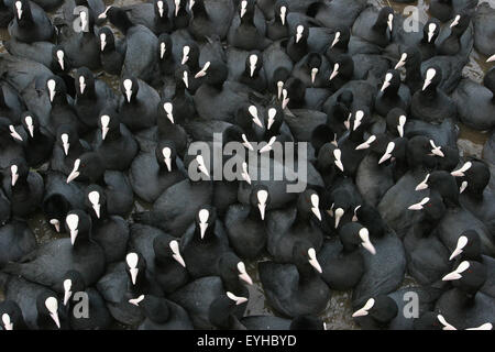 Eurasische Blässhühner (Fulica Atra) an einer Futterstelle, Thüringen, Deutschland Stockfoto