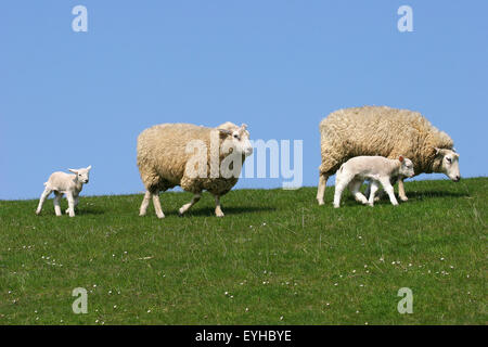 Schafe (Ovis Ammon f.aries), Schafe und Lämmer auf einem Deich, Schleswig-Holstein, Deutschland Stockfoto