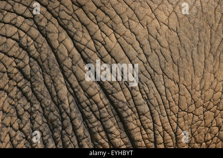 Afrikanischer Elefant (Loxodonta Africana), Haut, Detail, in Gefangenschaft, Thüringen, Deutschland Stockfoto