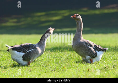 Zwei dicke Hausgänsen (Anser spec.) stehend auf einer Wiese, Thüringen, Deutschland Stockfoto