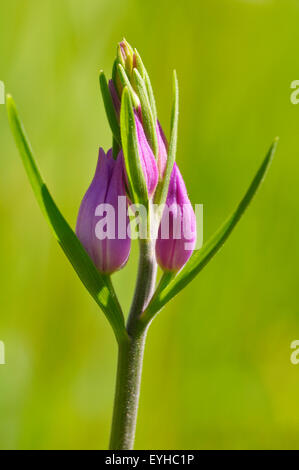 Red Helleborine (Cephalanthera Rubra), Blütenstand, Baden-Württemberg, Deutschland Stockfoto