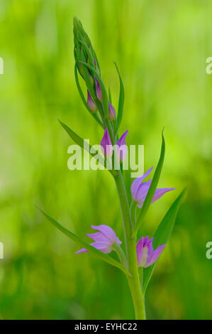 Red Helleborine (Cephalanthera Rubra), Blütenstand, Baden-Württemberg, Deutschland Stockfoto