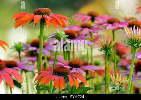 Verschiedenen Sonnenhut, Hybrid, verschiedene heiße Sommer (Echinacea SP.) und Purpur-Sonnenhut (Echinacea Purpurea) Stockfoto