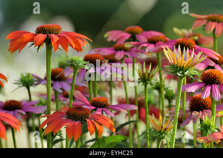 Verschiedenen Sonnenhut, Hybrid, verschiedene heiße Sommer (Echinacea SP.) und Purpur-Sonnenhut (Echinacea Purpurea) Stockfoto